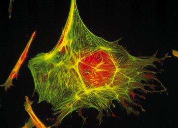actin fibers